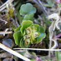 Chrysosplenium tetrandrum. Small green leaves with seeds in a cone.